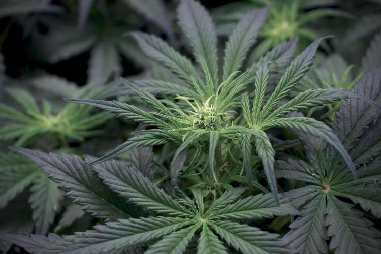 Cosmic Noodles a Zamnesia Dish. Week 5 -  initial 18/6 period