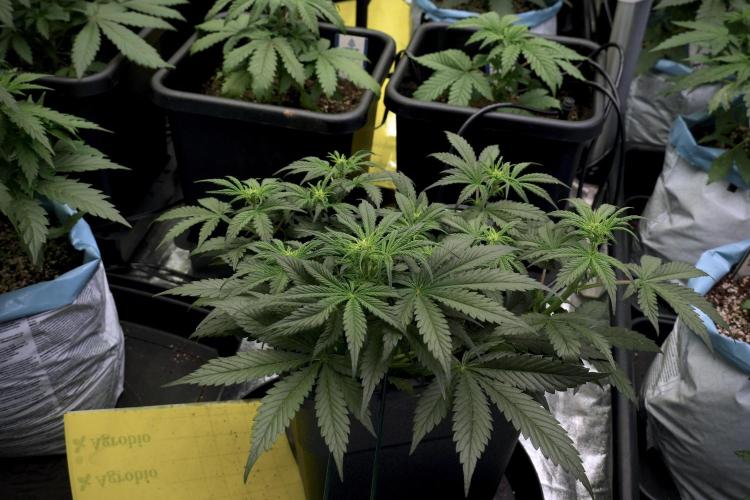 Cosmic Noodles a Zamnesia Dish. Week 5 -  initial 18/6 period