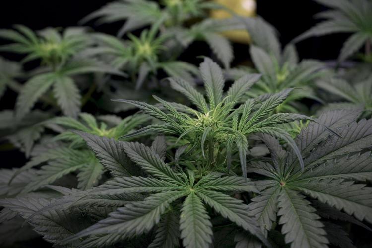 Cosmic Noodles a Zamnesia Dish. Week 5 -  initial 18/6 period