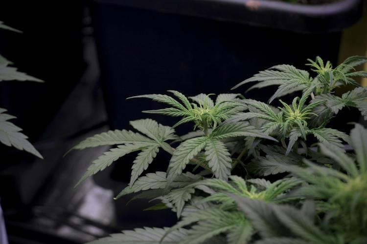 Cosmic Noodles a Zamnesia Dish. Week 5 -  initial 18/6 period