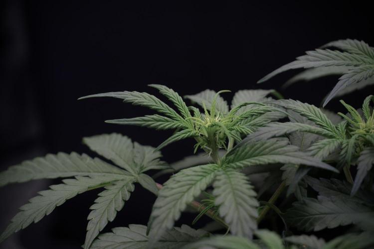 Cosmic Noodles a Zamnesia Dish. Week 5 -  initial 18/6 period