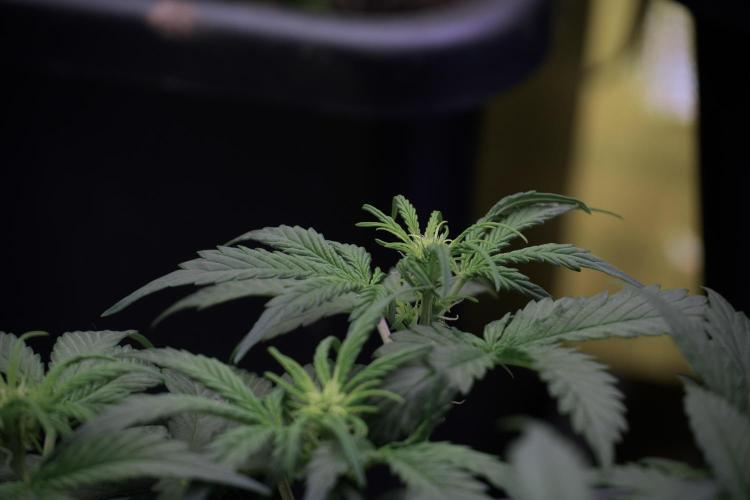 Cosmic Noodles a Zamnesia Dish. Week 5 -  initial 18/6 period