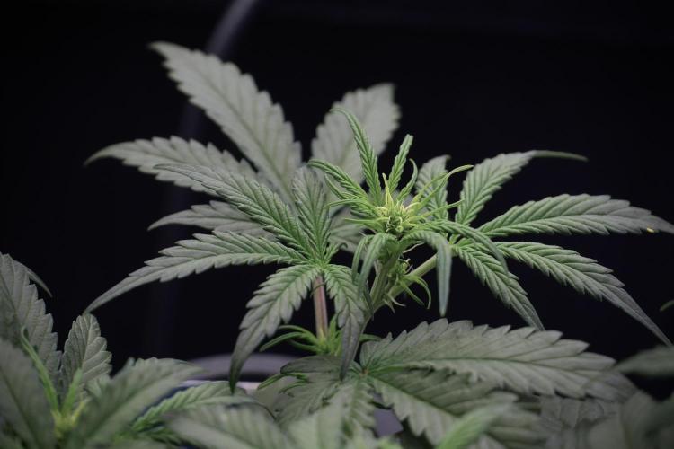 Cosmic Noodles a Zamnesia Dish. Week 5 -  initial 18/6 period