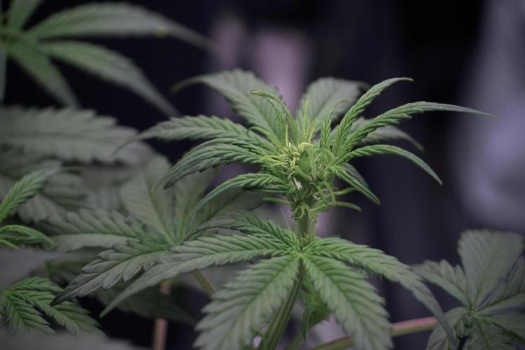 Cosmic Noodles a Zamnesia Dish. Week 5 -  initial 18/6 period