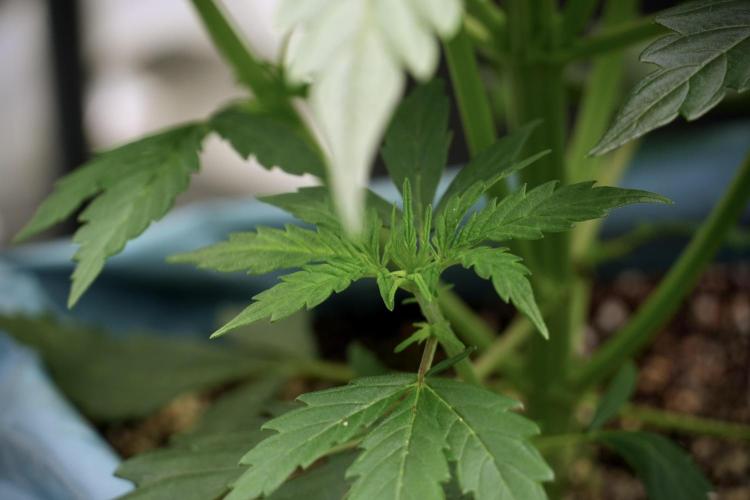 Cosmic Noodles a Zamnesia Dish. Week 5 - 12/12 from seed