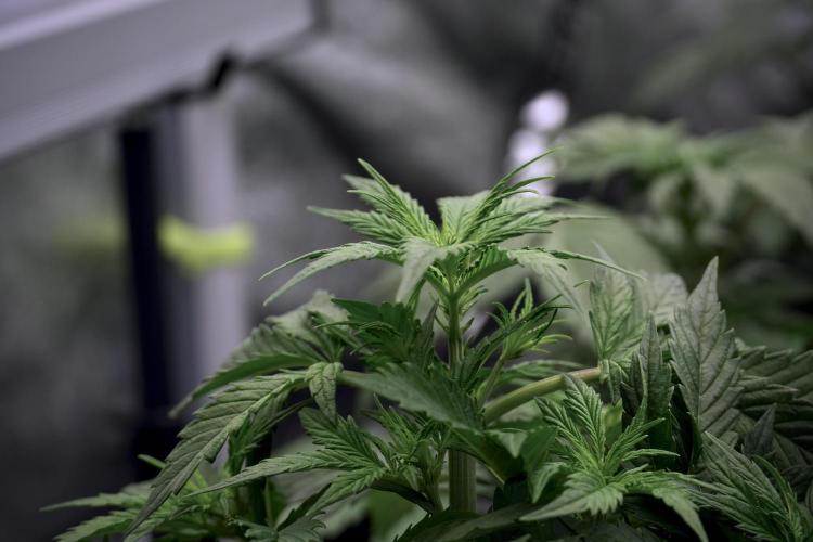 Cosmic Noodles a Zamnesia Dish. Week 5 - 12/12 from seed