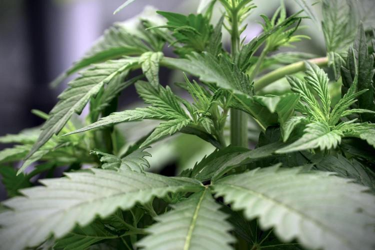 Cosmic Noodles a Zamnesia Dish. Week 5 - 12/12 from seed