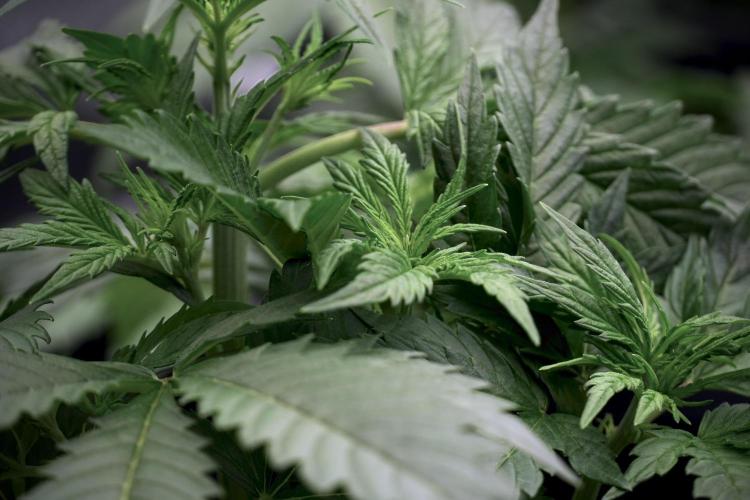 Cosmic Noodles a Zamnesia Dish. Week 5 - 12/12 from seed