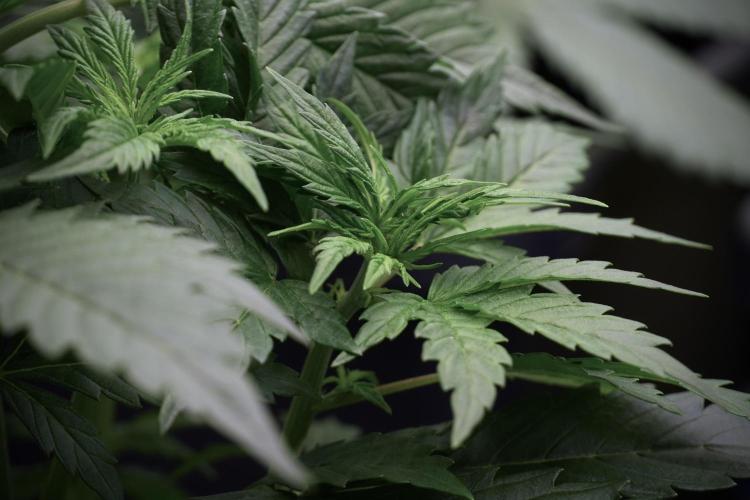 Cosmic Noodles a Zamnesia Dish. Week 5 - 12/12 from seed