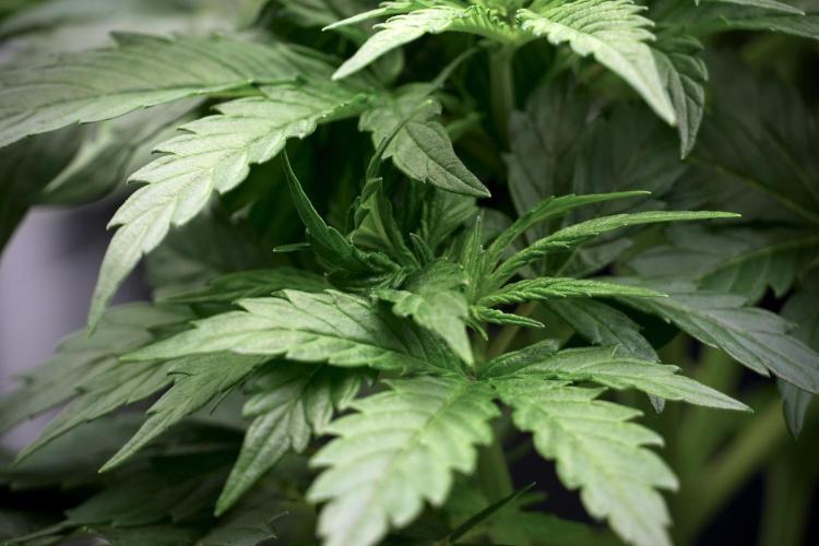 Cosmic Noodles a Zamnesia Dish. Week 5 - 12/12 from seed