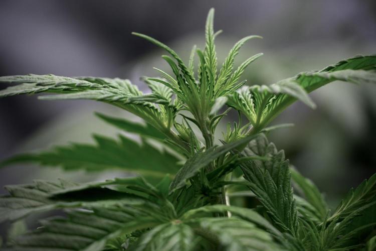 Cosmic Noodles a Zamnesia Dish. Week 5 - 12/12 from seed