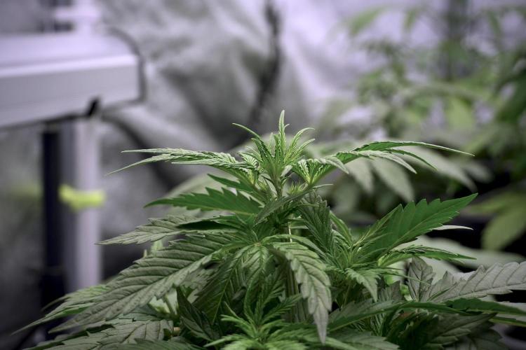 Cosmic Noodles a Zamnesia Dish. Week 5 - 12/12 from seed