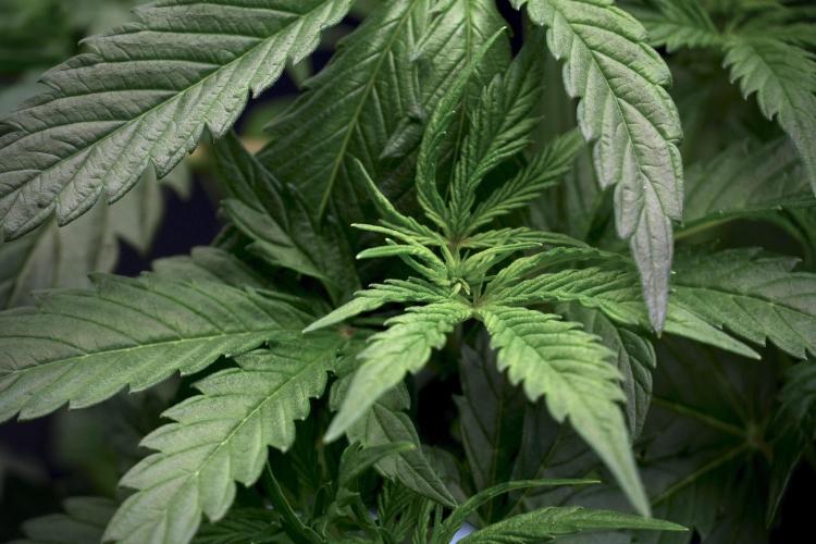 Cosmic Noodles a Zamnesia Dish. Week 5 - 12/12 from seed