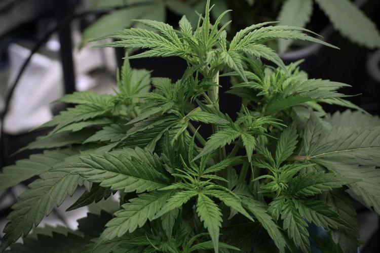 Cosmic Noodles a Zamnesia Dish. Week 5 - 12/12 from seed