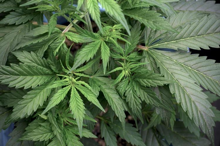 Cosmic Noodles a Zamnesia Dish. Week 5 - 12/12 from seed