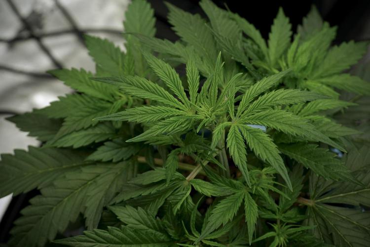 Cosmic Noodles a Zamnesia Dish. Week 5 - 12/12 from seed