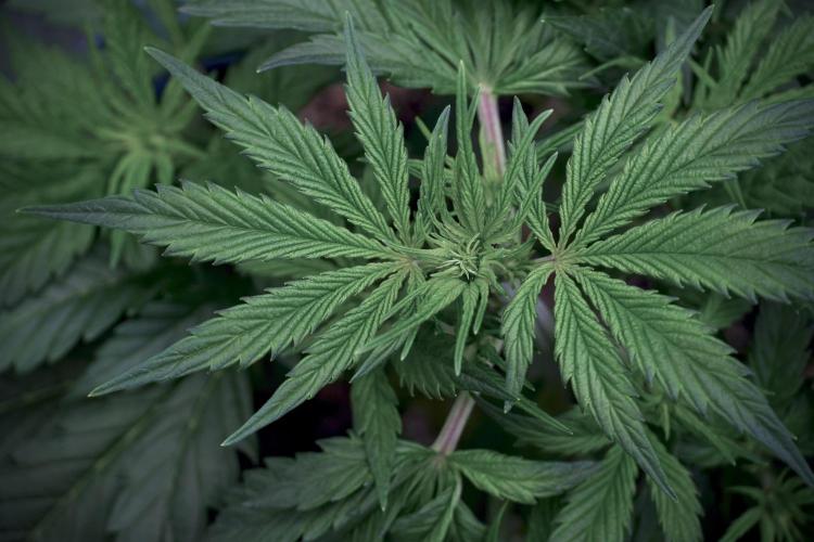 Cosmic Noodles a Zamnesia Dish. Week 5 - 12/12 from seed