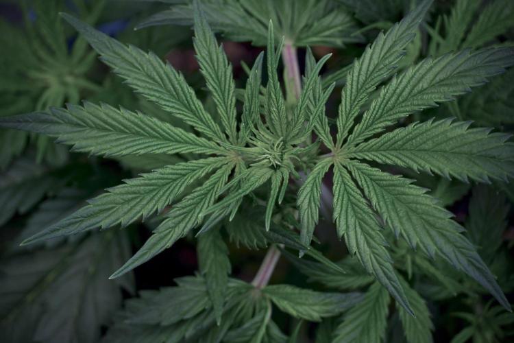 Cosmic Noodles a Zamnesia Dish. Week 5 - 12/12 from seed