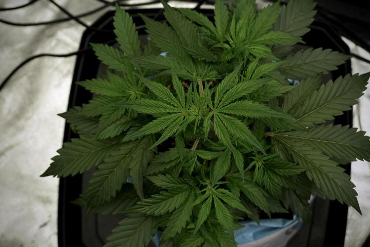 Cosmic Noodles a Zamnesia Dish. Week 5 - 12/12 from seed