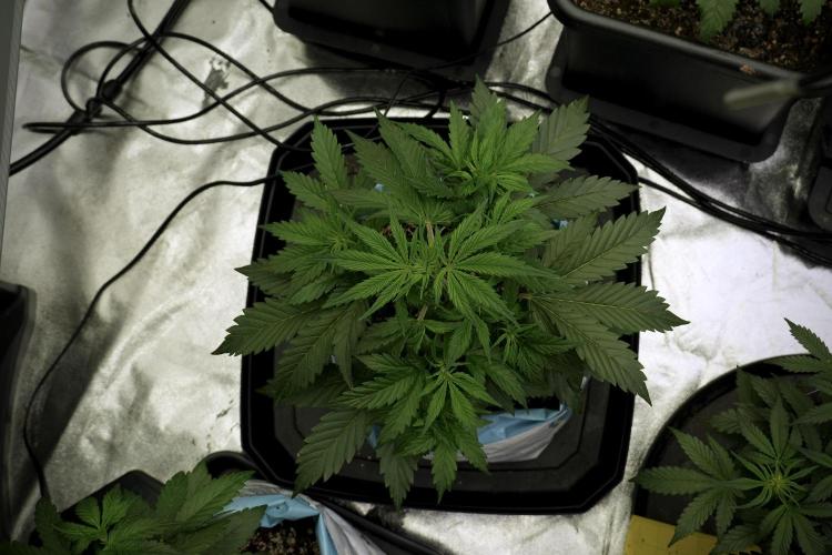 Cosmic Noodles a Zamnesia Dish. Week 5 - 12/12 from seed