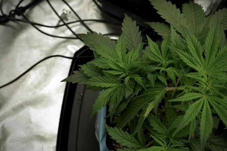 Cosmic Noodles a Zamnesia Dish. Week 5 - 12/12 from seed