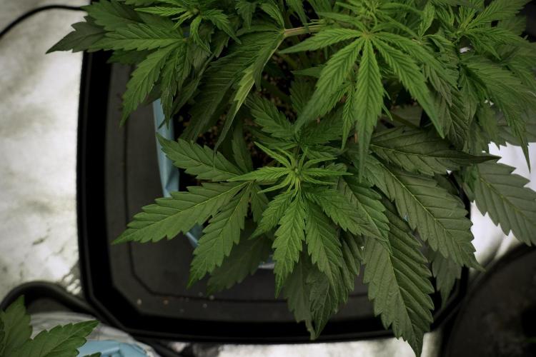 Cosmic Noodles a Zamnesia Dish. Week 5 - 12/12 from seed