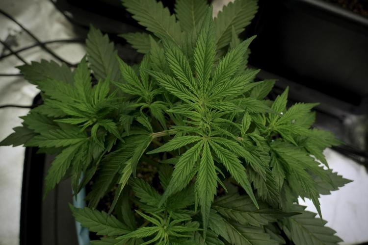 Cosmic Noodles a Zamnesia Dish. Week 5 - 12/12 from seed