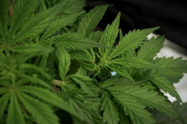 Cosmic Noodles a Zamnesia Dish. Week 5 - 12/12 from seed