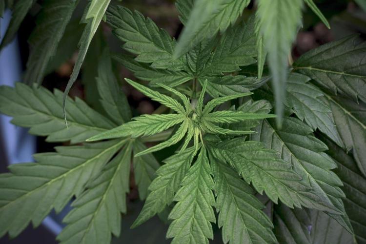 Cosmic Noodles a Zamnesia Dish. Week 5 - 12/12 from seed