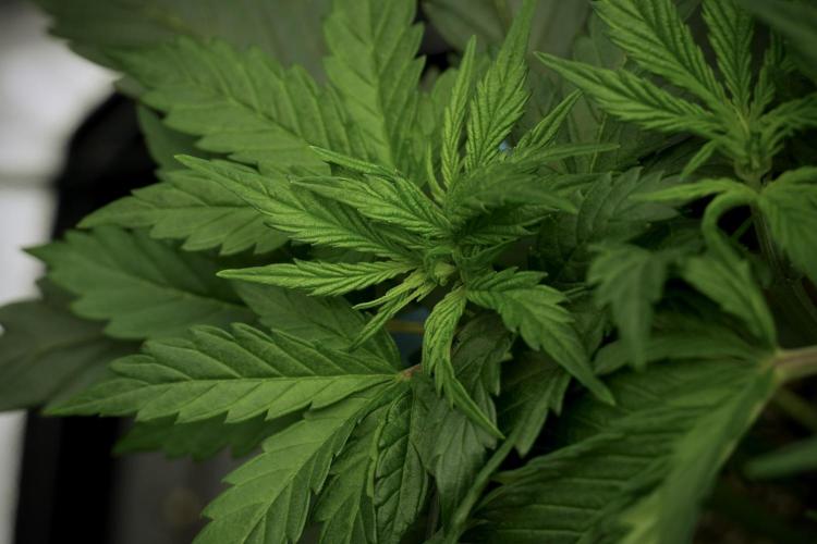 Cosmic Noodles a Zamnesia Dish. Week 5 - 12/12 from seed