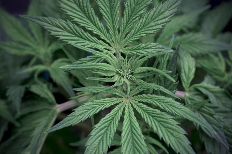 Cosmic Noodles a Zamnesia Dish. Week 5 - 12/12 from seed