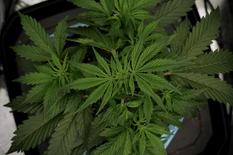 Cosmic Noodles a Zamnesia Dish. Week 5 - 12/12 from seed