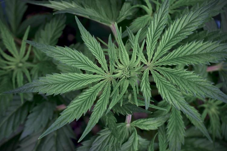 Cosmic Noodles a Zamnesia Dish. Week 5 - 12/12 from seed