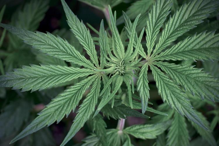 Cosmic Noodles a Zamnesia Dish. Week 5 - 12/12 from seed