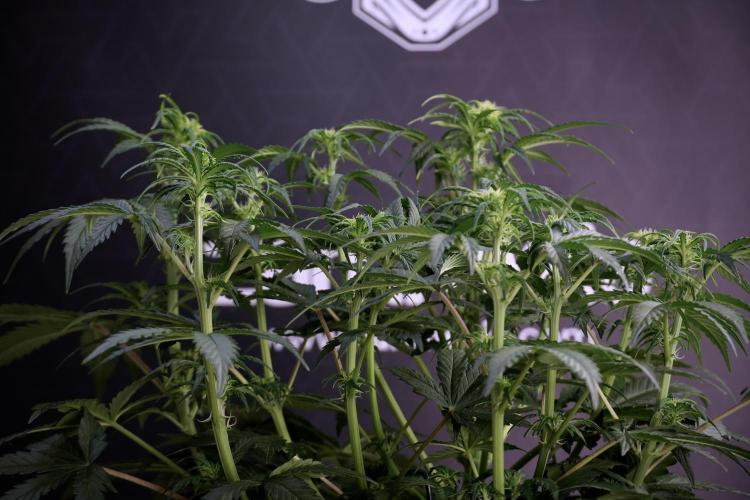 Cosmic Noodles a Zamnesia Dish. Week 5 -  18/6 period