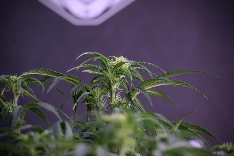 Cosmic Noodles a Zamnesia Dish. Week 5 -  18/6 period