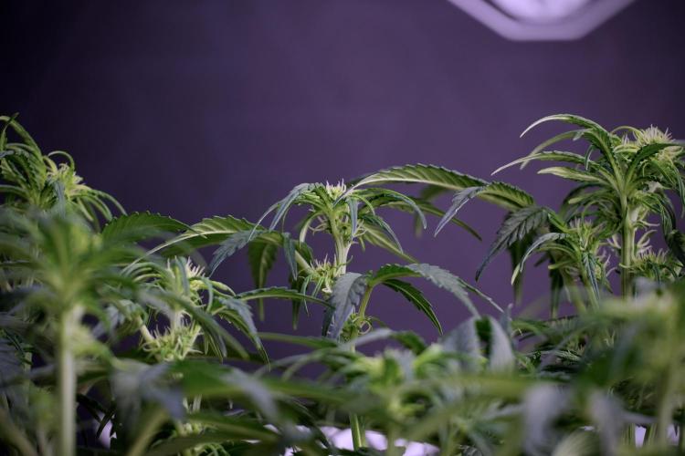 Cosmic Noodles a Zamnesia Dish. Week 5 -  18/6 period