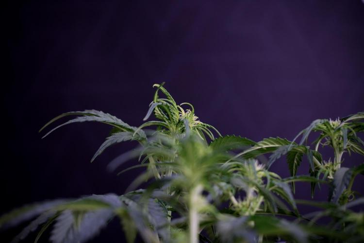 Cosmic Noodles a Zamnesia Dish. Week 5 -  18/6 period