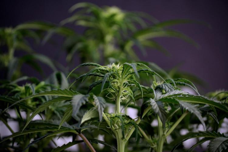 Cosmic Noodles a Zamnesia Dish. Week 5 -  18/6 period