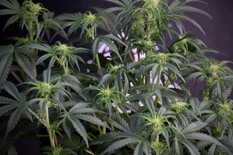 Cosmic Noodles a Zamnesia Dish. Week 5 -  18/6 period