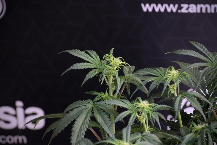 Cosmic Noodles a Zamnesia Dish. Week 5 -  18/6 period