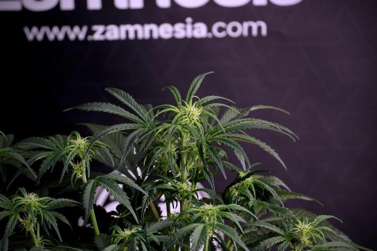 Cosmic Noodles a Zamnesia Dish. Week 5 -  18/6 period