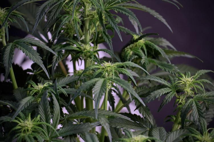 Cosmic Noodles a Zamnesia Dish. Week 5 -  18/6 period