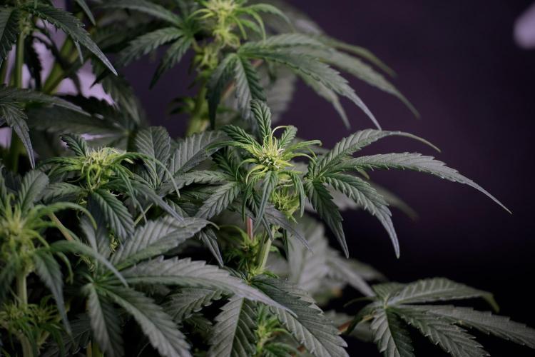 Cosmic Noodles a Zamnesia Dish. Week 5 -  18/6 period