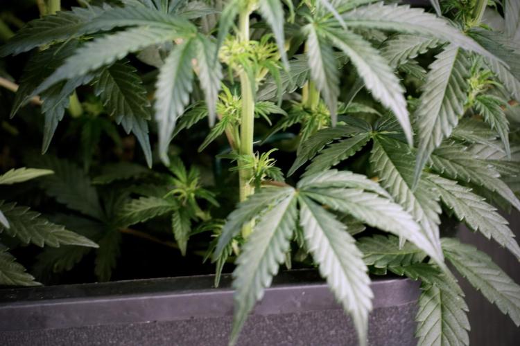 Cosmic Noodles a Zamnesia Dish. Week 5 -  18/6 period