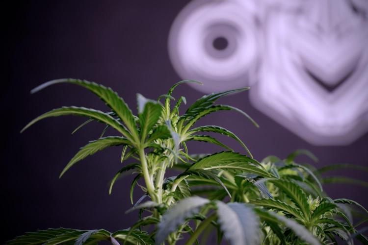 Cosmic Noodles a Zamnesia Dish. Week 5 -  18/6 period