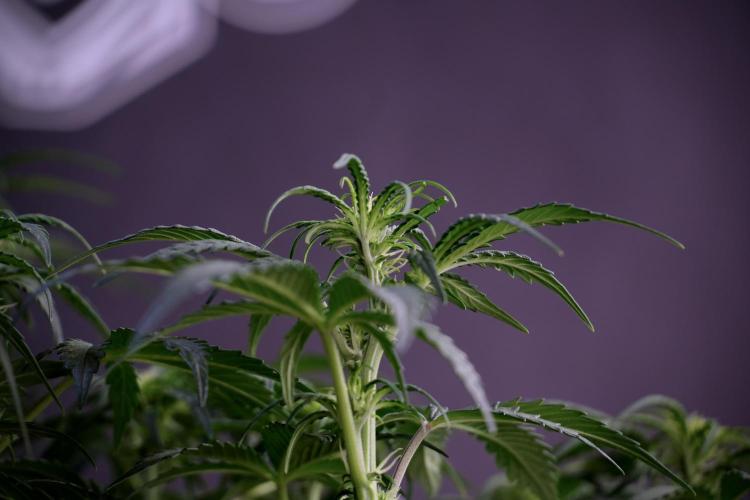 Cosmic Noodles a Zamnesia Dish. Week 5 -  18/6 period