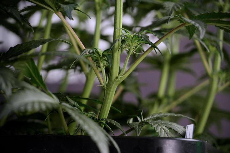 Cosmic Noodles a Zamnesia Dish. Week 5 -  18/6 period