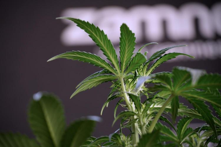 Cosmic Noodles a Zamnesia Dish. Week 5 -  18/6 period