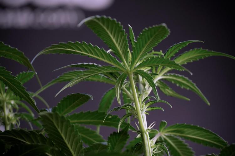 Cosmic Noodles a Zamnesia Dish. Week 5 -  18/6 period